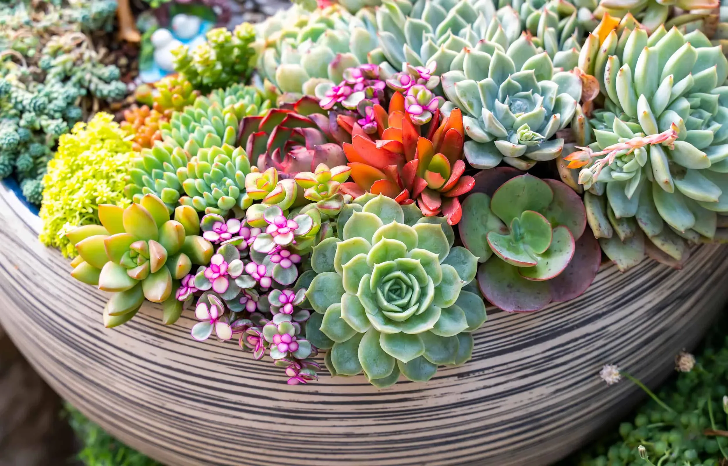 The Essential Guide to Caring for Succulents Indoors